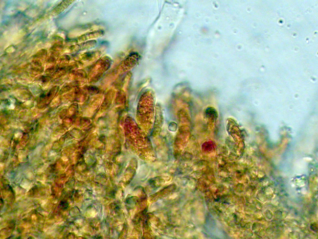 Gloeocystidiellum karstenii? (Laxitextum bicolor)