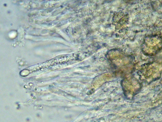 Gloeocystidiellum karstenii? (Laxitextum bicolor)