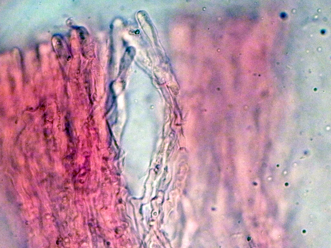 Gloeocystidiellum karstenii? (Laxitextum bicolor)