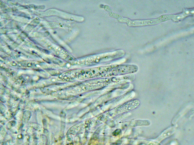 Gloeocystidiellum karstenii? (Laxitextum bicolor)