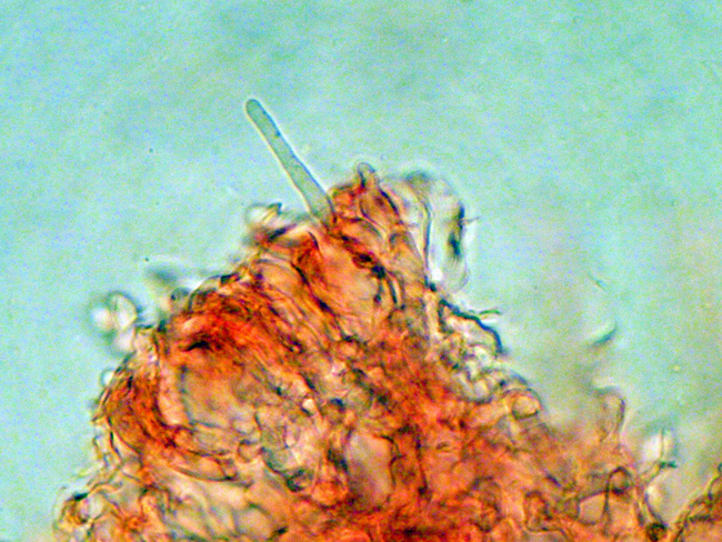 Phanerochaete cf. cremeo-ochracea