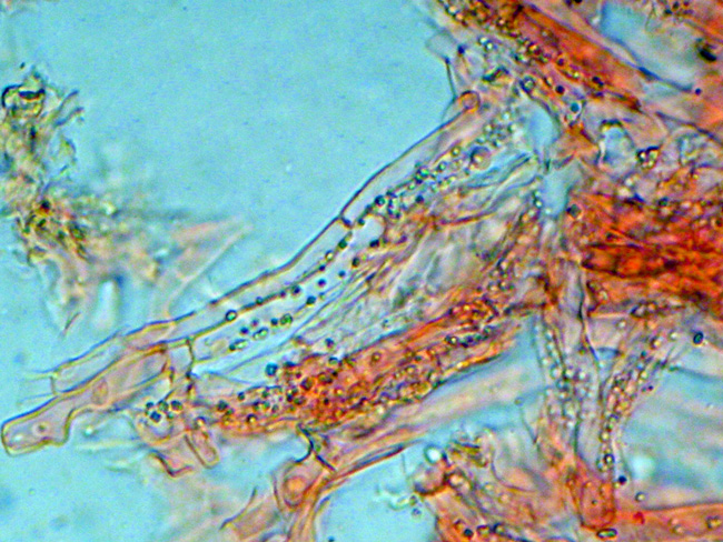 Phanerochaete cf. cremeo-ochracea