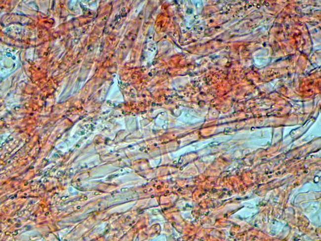 Phanerochaete cf. cremeo-ochracea