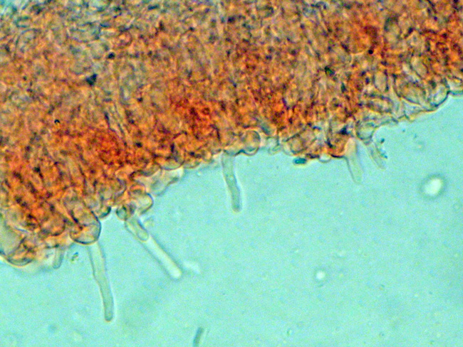 Phanerochaete cf. cremeo-ochracea