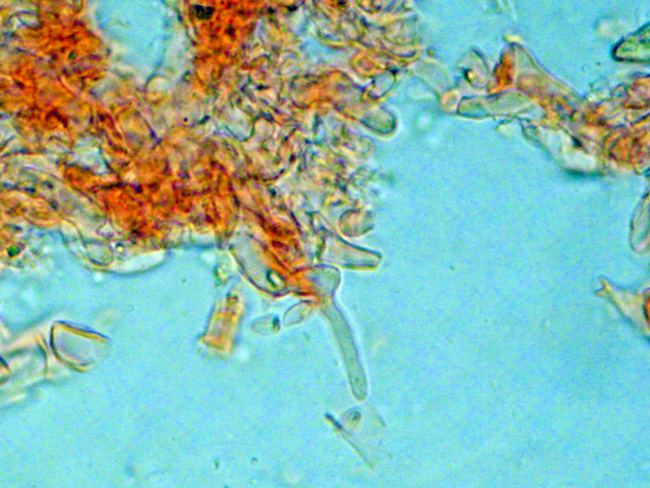 Phanerochaete cf. cremeo-ochracea