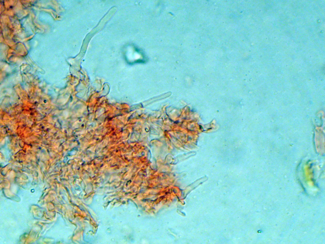 Phanerochaete cf. cremeo-ochracea