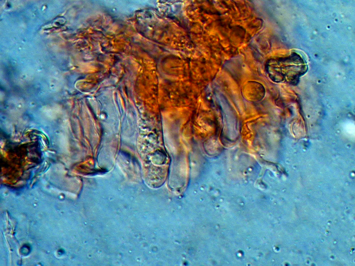 Da identificare (Radulomyces confluens)