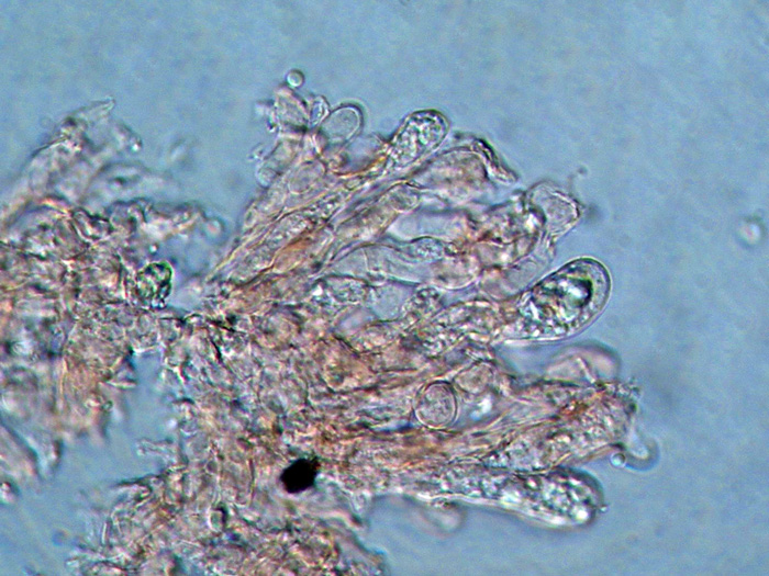 Da identificare (Radulomyces confluens)