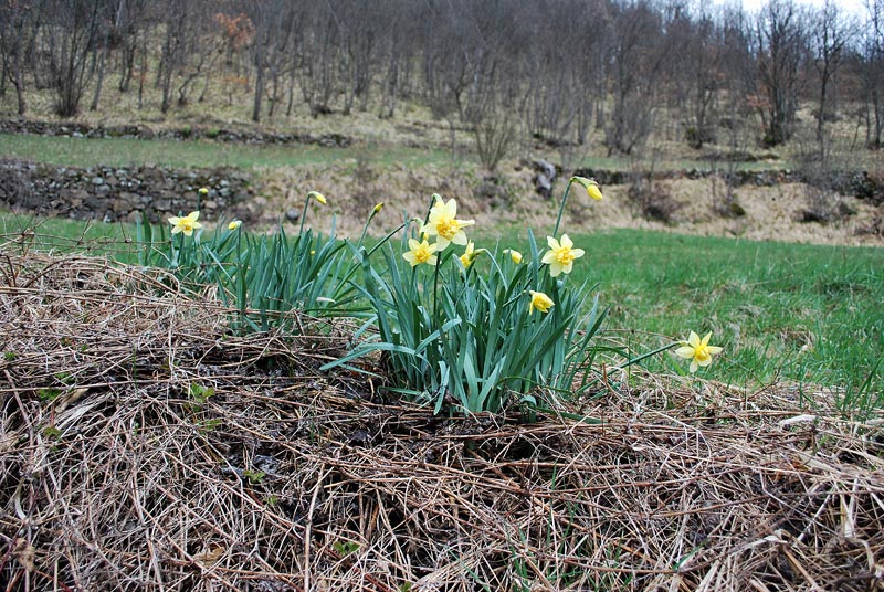 Narcissus ...?