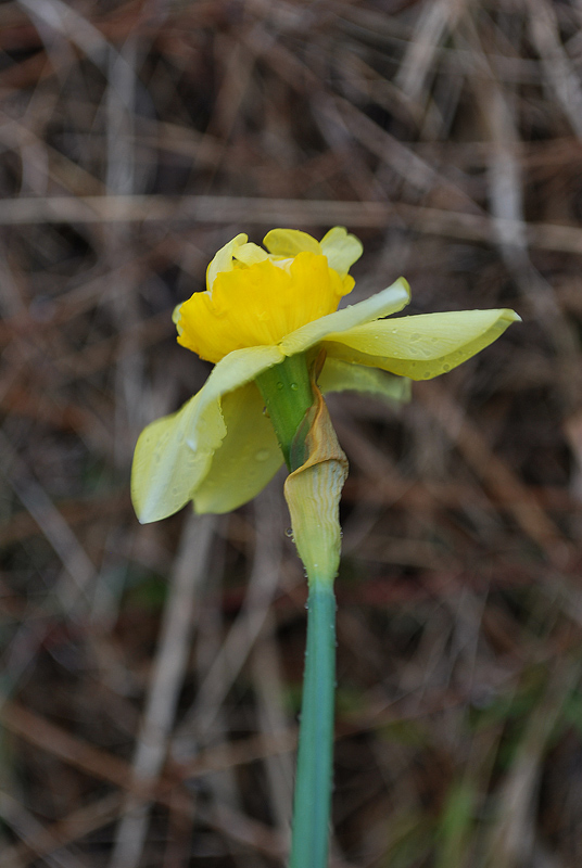 Narcissus ...?