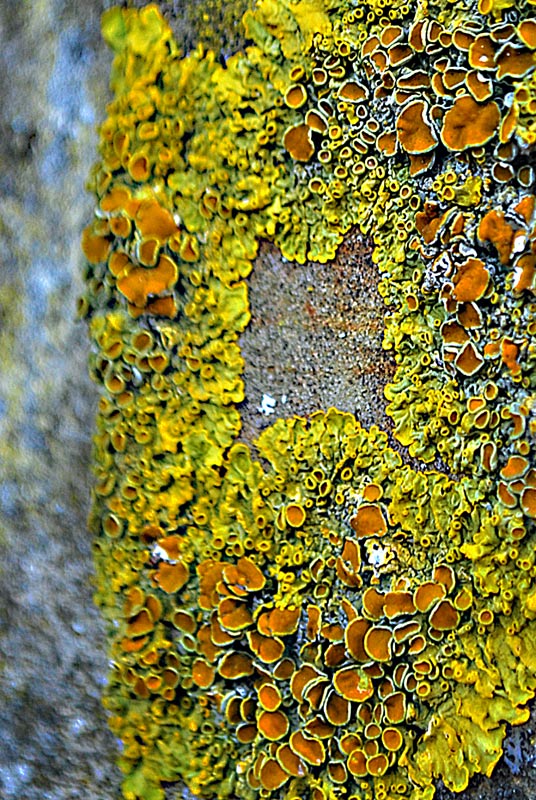 Lichene da determinare