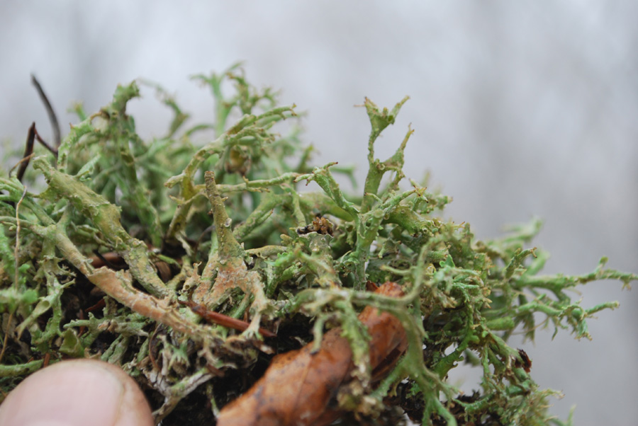 Cladonia rangiformis?