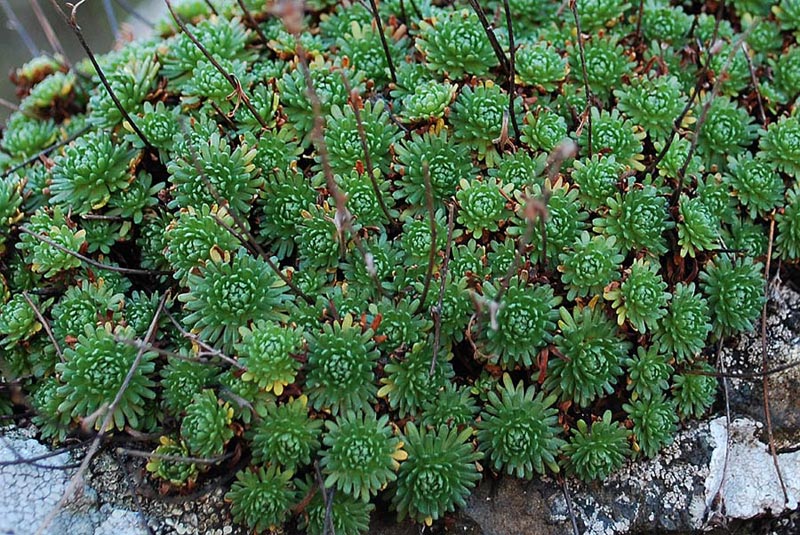 Saxifraga da determinare