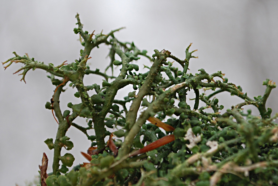 Cladonia rangiformis?