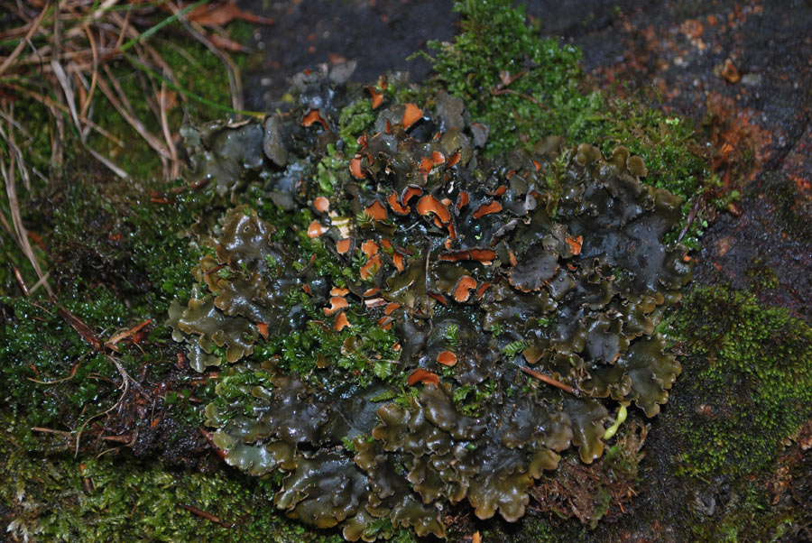 Peltigera...?