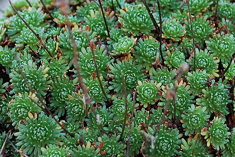 Saxifraga da determinare