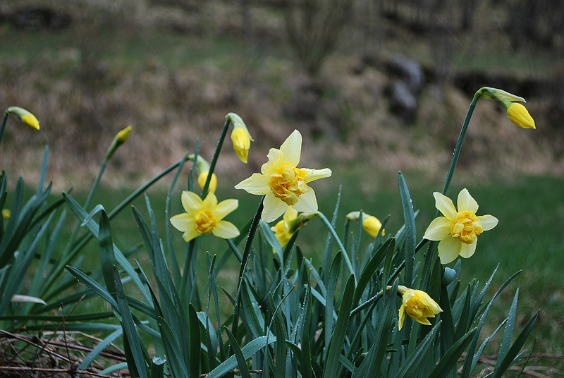 Narcissus ...?