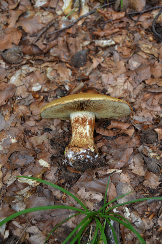 Cortinarius da determinare