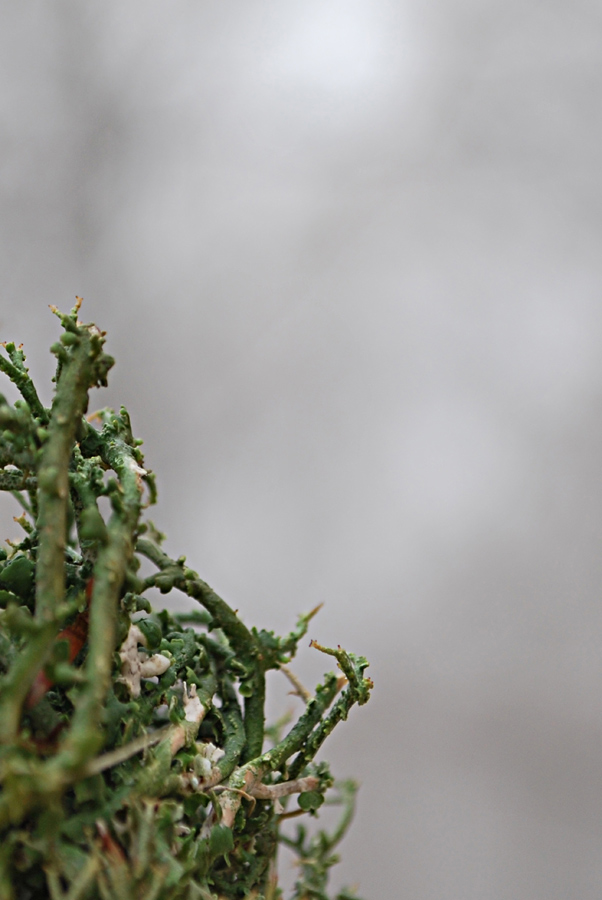 Cladonia rangiformis?