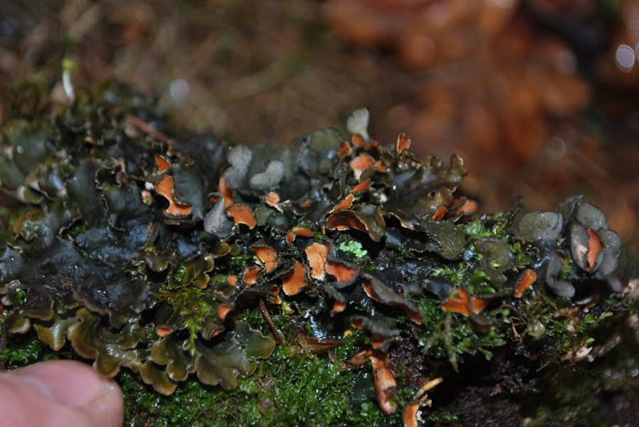 Peltigera...?