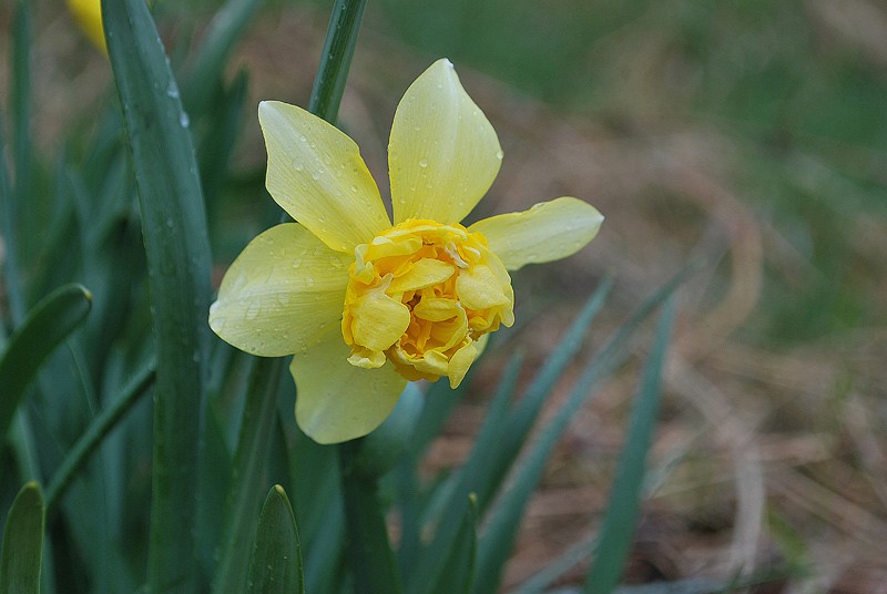 Narcissus ...?