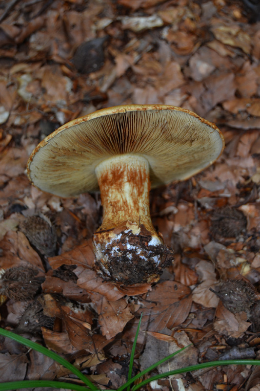 Cortinarius da determinare