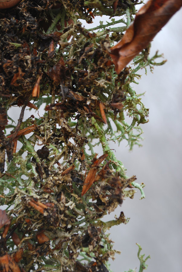 Cladonia rangiformis?