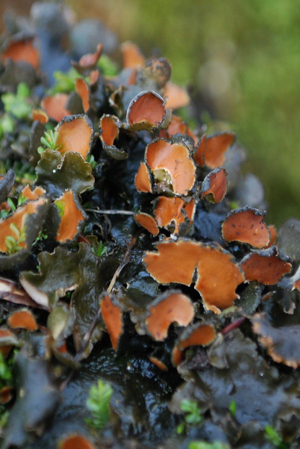 Peltigera...?