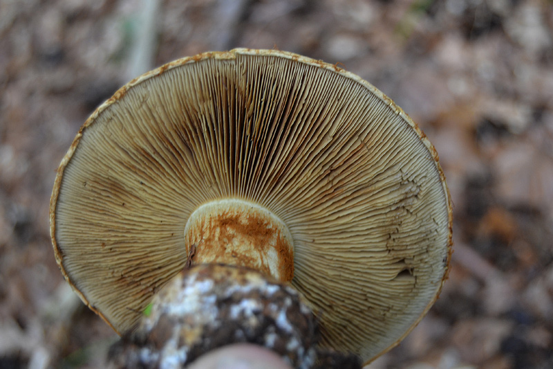 Cortinarius da determinare