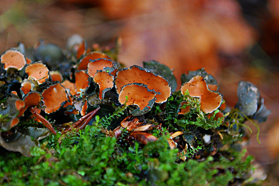 Peltigera...?