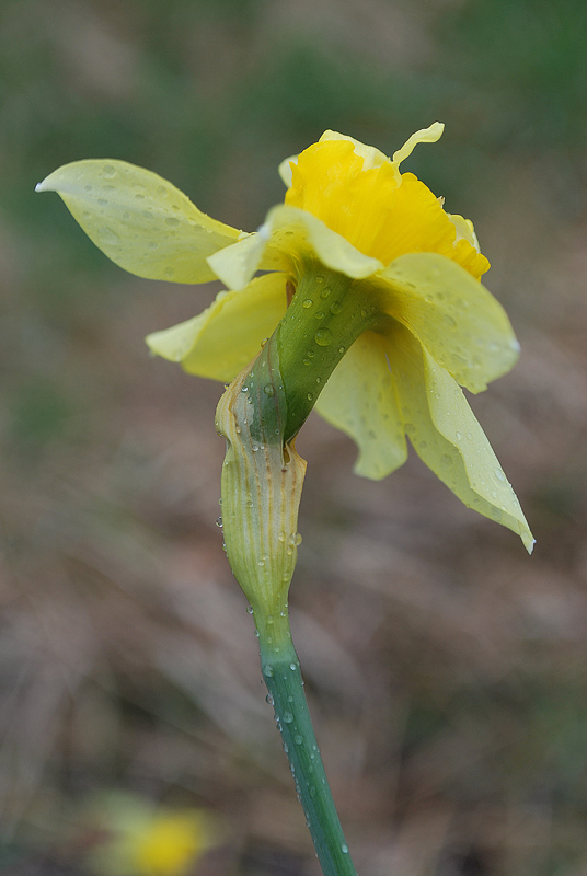 Narcissus ...?