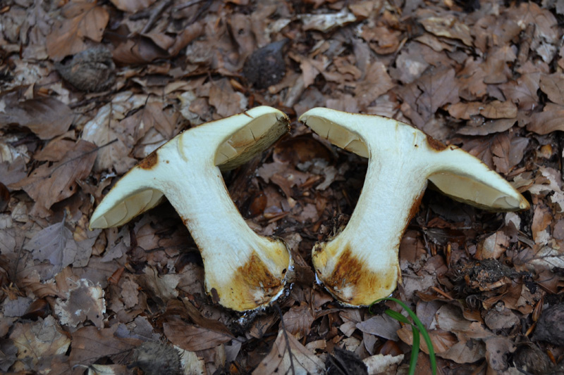 Cortinarius da determinare