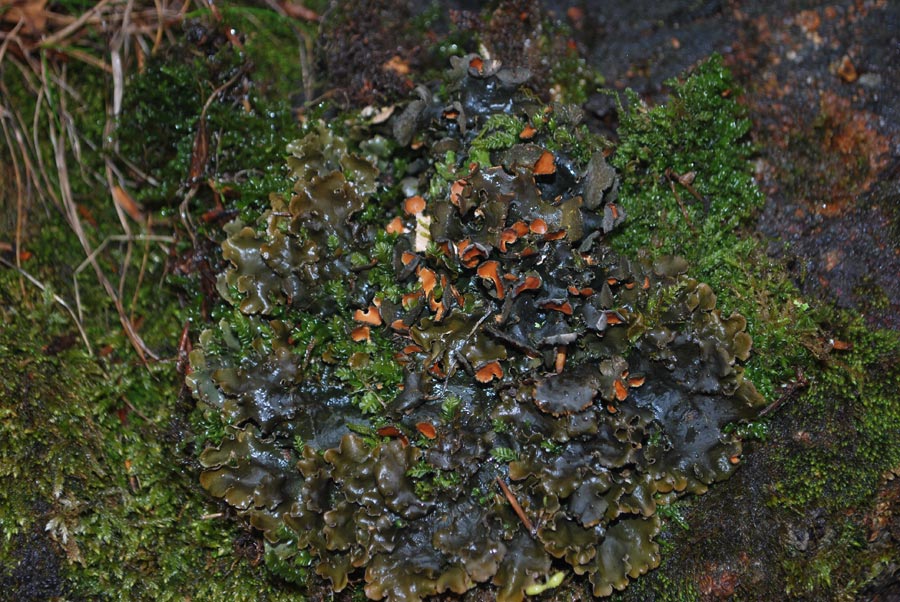 Peltigera...?