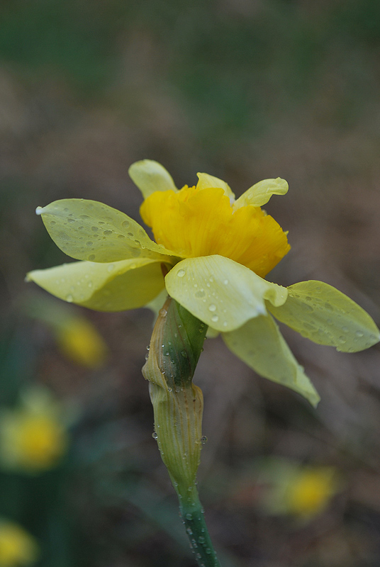 Narcissus ...?