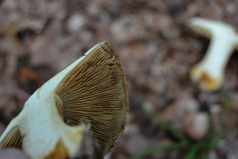 Cortinarius da determinare