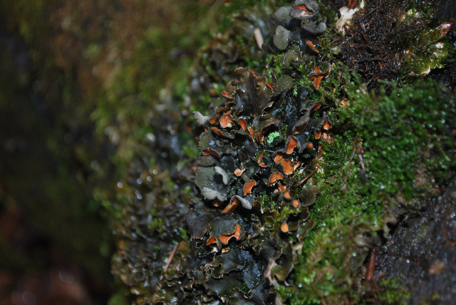 Peltigera...?