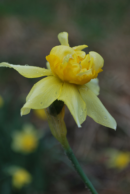 Narcissus ...?