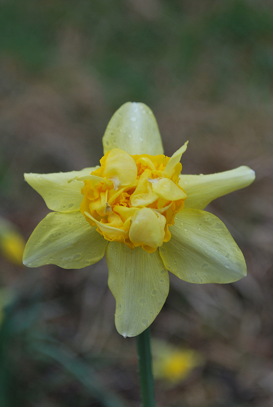 Narcissus ...?