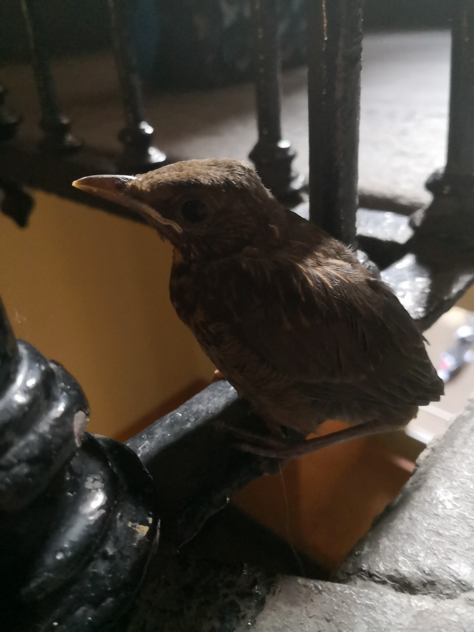 help cucciolo di merlo (credo)