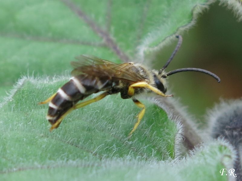 Apidae Colletinae? No, A, Halictinae: Halictus scabiosae