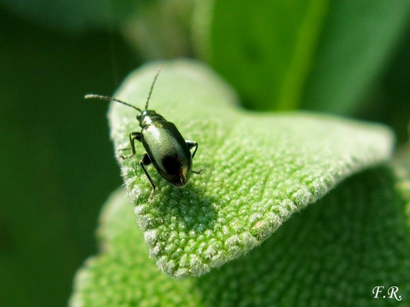 Piccolo coleottero verde metallico: Altica sp, Chrysomelidae