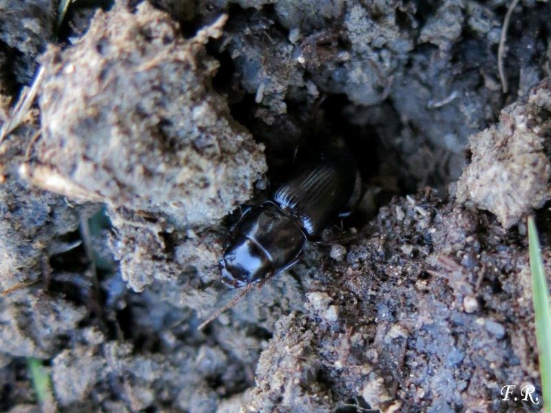 Coleottero nero da identificare Acinopus picipes, Carabidae