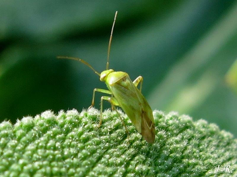 Emittero da identificare: Taylorilygus apicalis (Miridae)