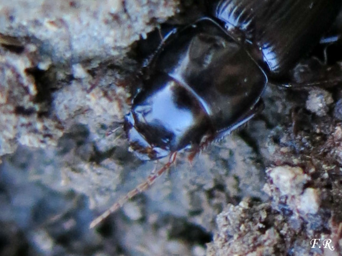 Coleottero nero da identificare Acinopus picipes, Carabidae