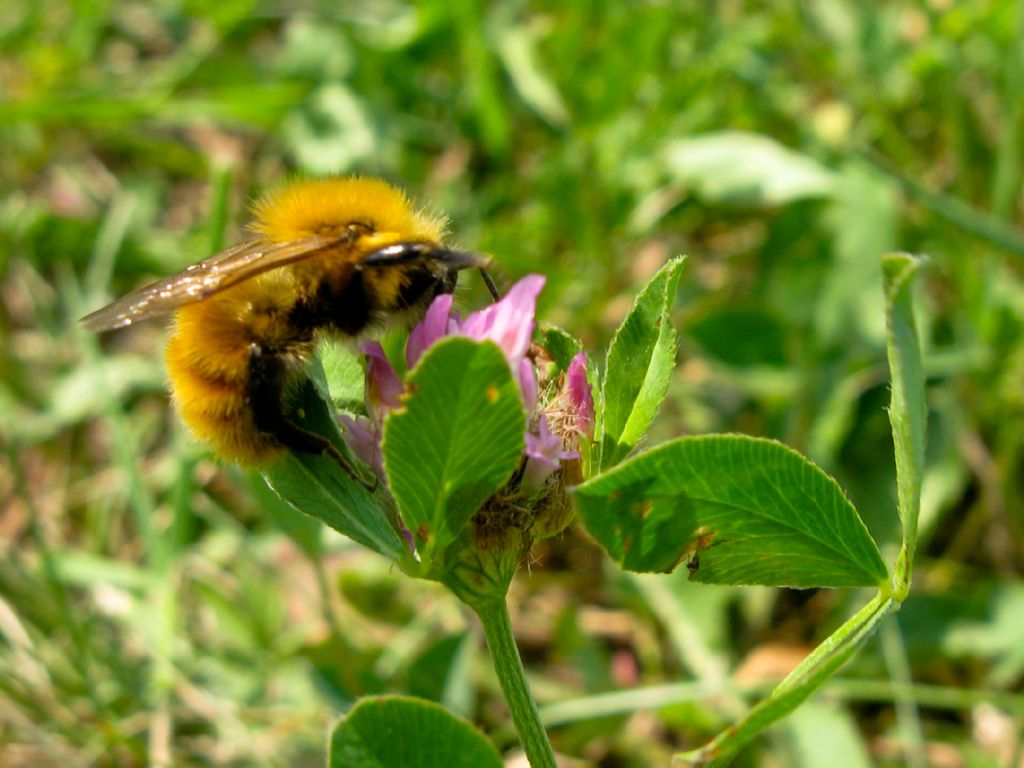 Apidae Anthophorinae? No, Bombus cf pascuorum (Apidae)