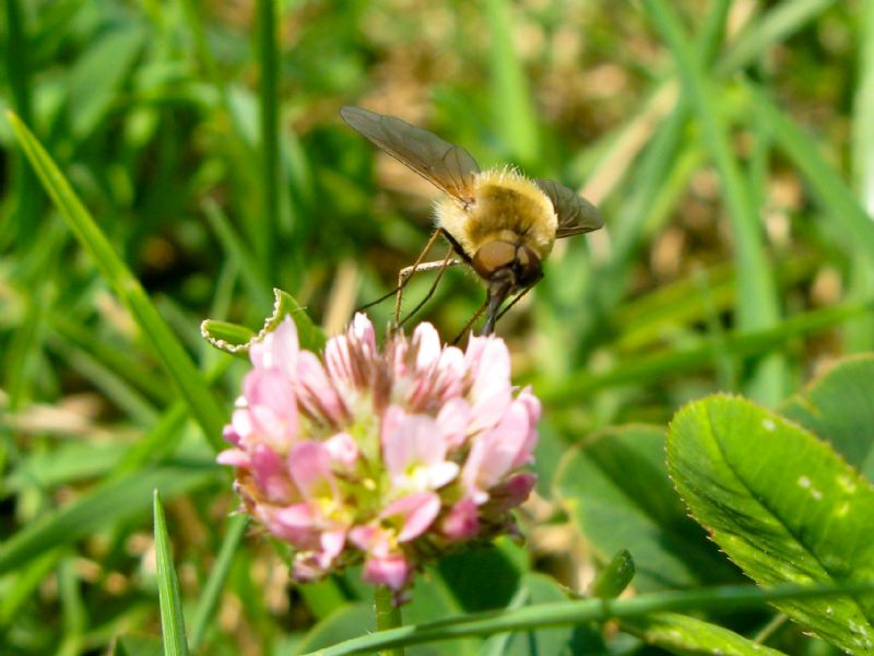 Sirfide? No. Bombylidae