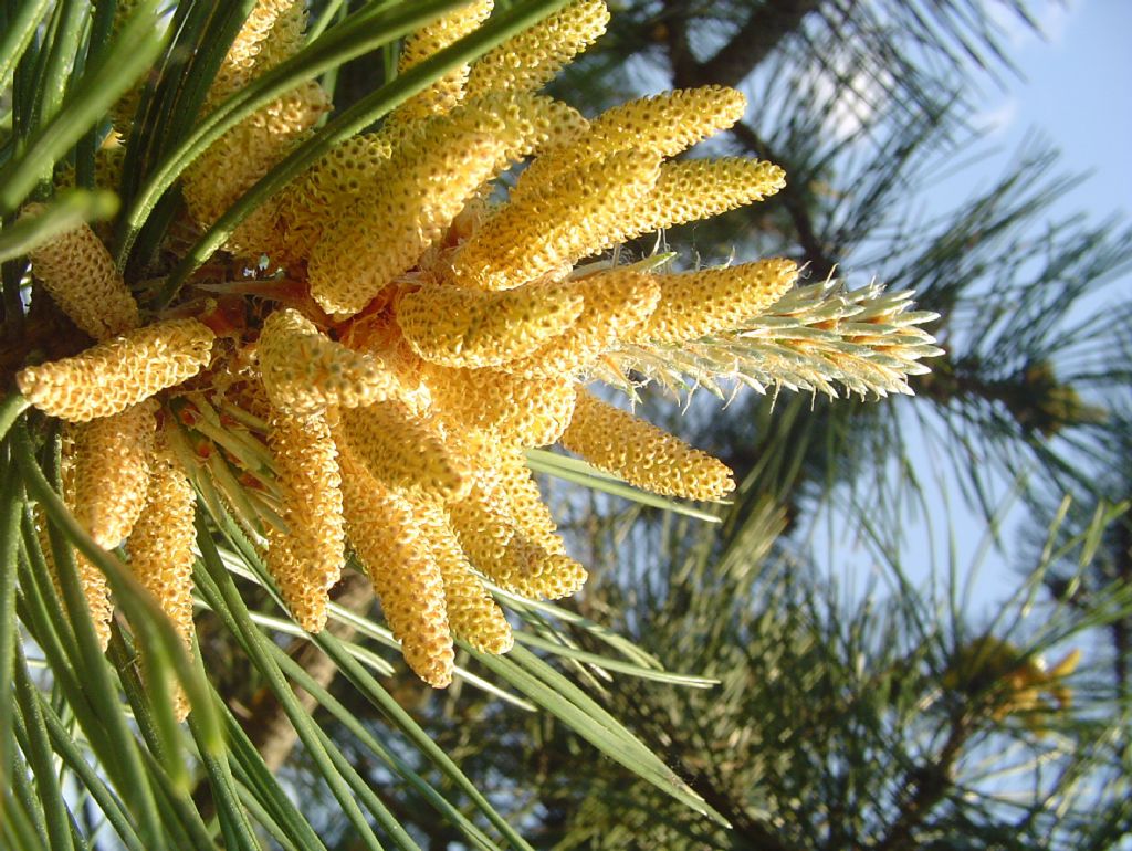 Due alberi da determinare a partire da infiorescenze
