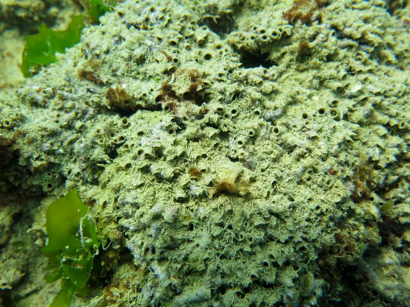 Biocostruzioni dell''anellide polichete Sabellaria alveolata