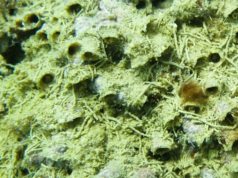 Biocostruzioni dell''anellide polichete Sabellaria alveolata