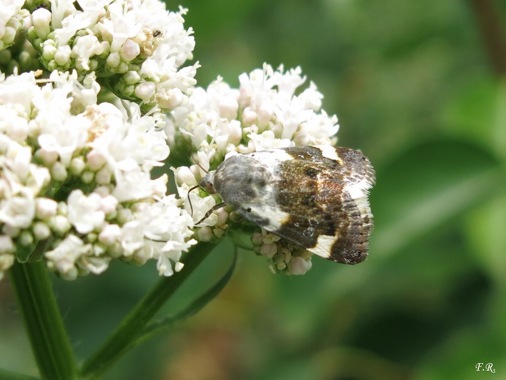 Falena da identificare - Acontia (Acontia) lucida